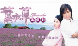 熏衣草电视剧,爱在紫藤花开时